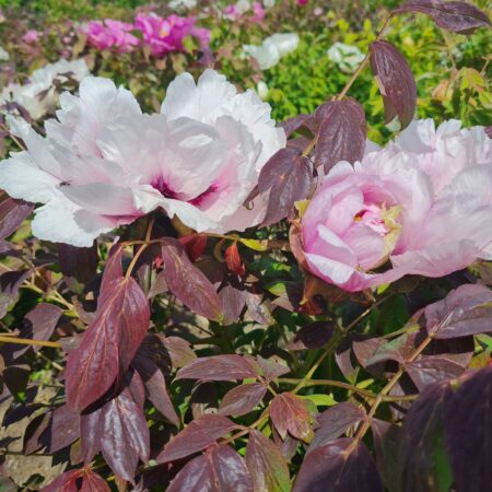 Piwonia 'Maria' - Paeonia rockii
