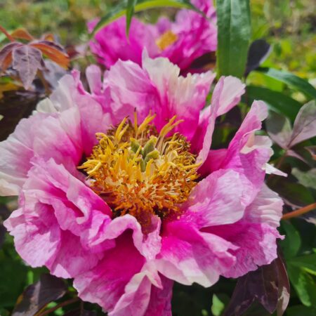 Piwonia 'Ania' - Paeonia rockii
