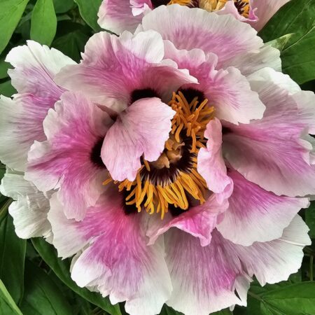 Piwonia 'Kaja' - Paeonia rockii