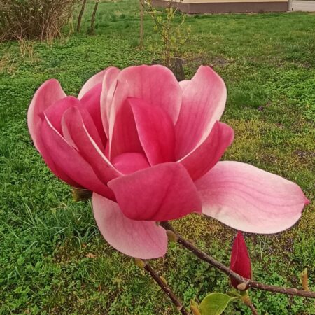 Magnolia 'Anonim' - odmiana polska - hodowca Janusz Radecki