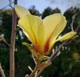 Magnolia 'Bogumiła' - odmiana polska - hodowca Janusz Radecki