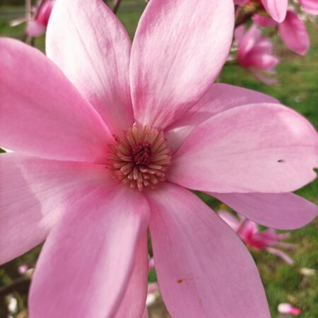 Magnolia 'Bożena' - odmiana polska - hodowca Janusz Radecki