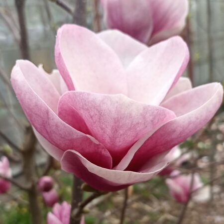 Magnolia 'Ginewra - odmiana polska - hodowca Janusz Radecki