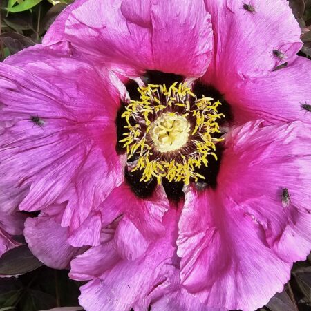 Piwonia 'Gosia' - Paeonia rockii