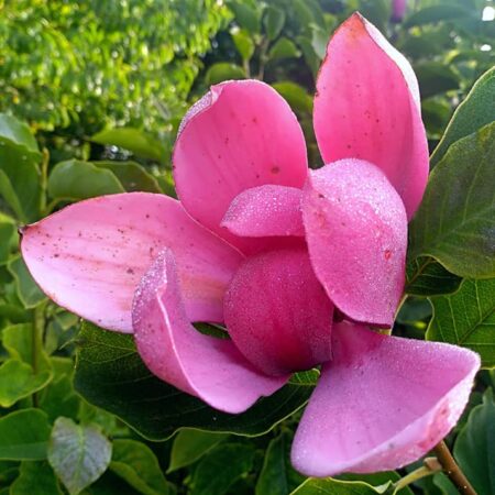 Magnolia 'Lidia' - odmiana polska - hodowca Janusz Radecki