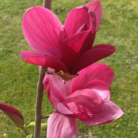 Magnolia 'Magdalena' - odmiana polska - hodowca Janusz Radecki