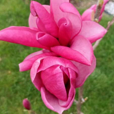 Magnolia 'Mila' - odmiana polska - hodowca Janusz Radecki