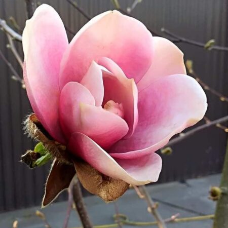 Magnolia 'Regina' - odmiana polska - hodowca Janusz Radecki