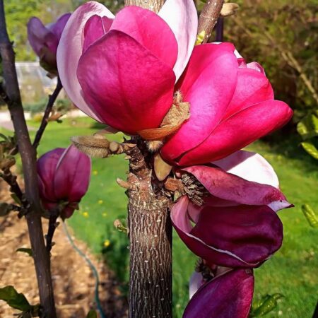 Magnolia 'Romuald' KOLUMNOWA- odmiana polska - hodowca Janusz Radecki