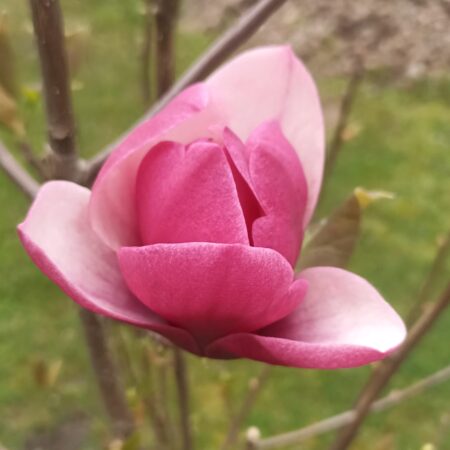 Magnolia 'Wojtek' - odmiana polska - hodowca Janusz Radecki