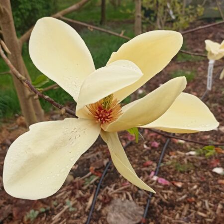 Magnolia 'Guy' - odmiana polska - hodowca Janusz Radecki