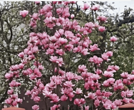 Magnolia 'Iza Bella' - odmiana polska - hodowca Janusz Radecki