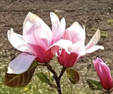 Magnolia 'Kujavian Star' - odmiana polska - hodowca Janusz Radecki