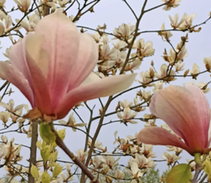 Magnolia 'Marta' - odmiana polska - hodowca Janusz Radecki