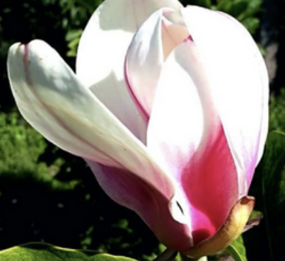 Magnolia 'Zofia' - odmiana polska - hodowca Janusz Radecki