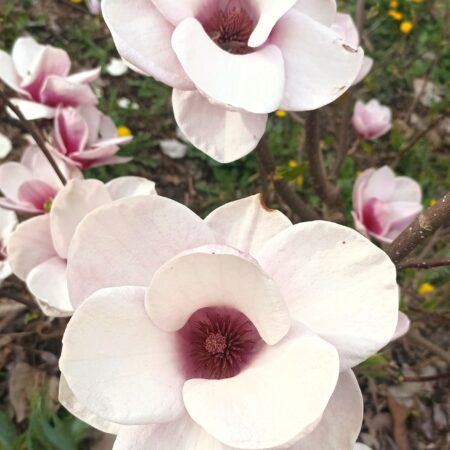 Magnolia 'Ginewra'