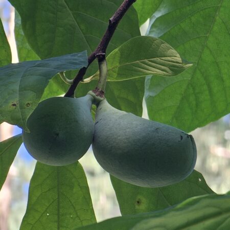 Urodlin trójłatkowy, Pawpaw 'WE21'  - Asimina triloba